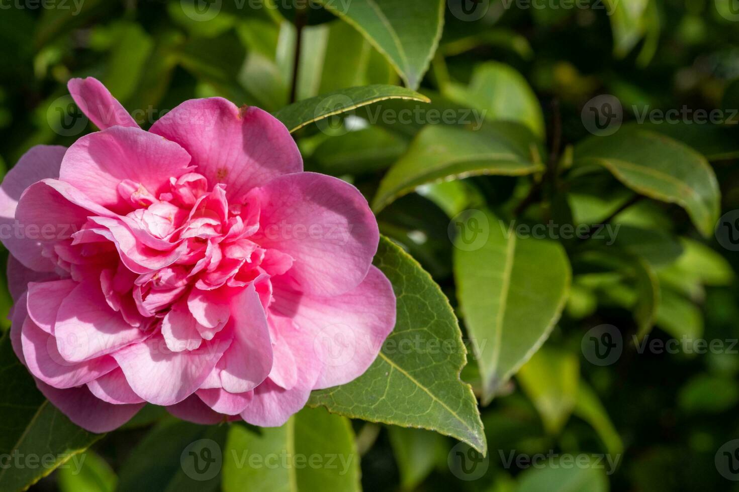 rot Rhododendron Blume mit Grün Hintergrund foto