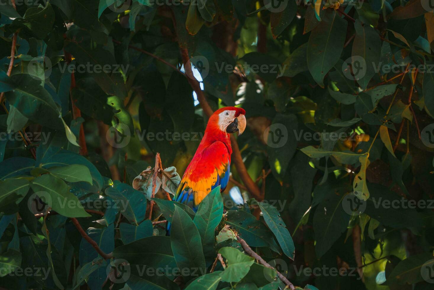 rot Papagei im Grün Vegetation. scharlachrot Ara, ara Macao, im dunkel Grün tropisch Wald foto