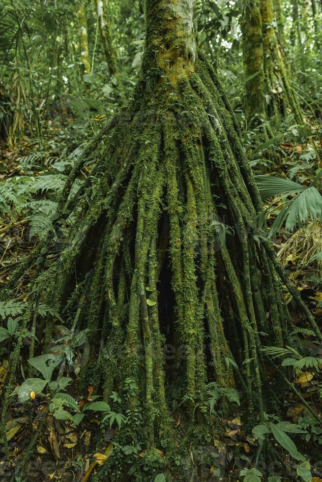 das Stelze Wurzeln von das Palme Verbreitung über das Boden im Wald foto