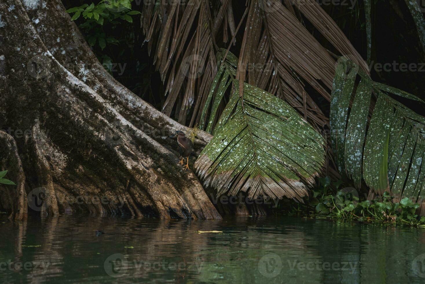 Grün Reiher neben das tortuguero Fluss im Costa Rica foto