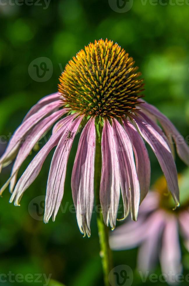 lila Sonnenhut oder Echinacea purpurea Pflanzen foto