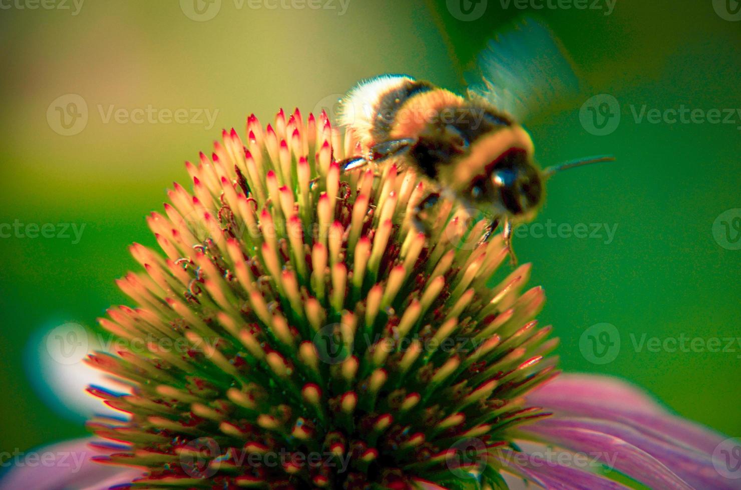 Hummel auf Echinacea Blume lila Sonnenhut foto