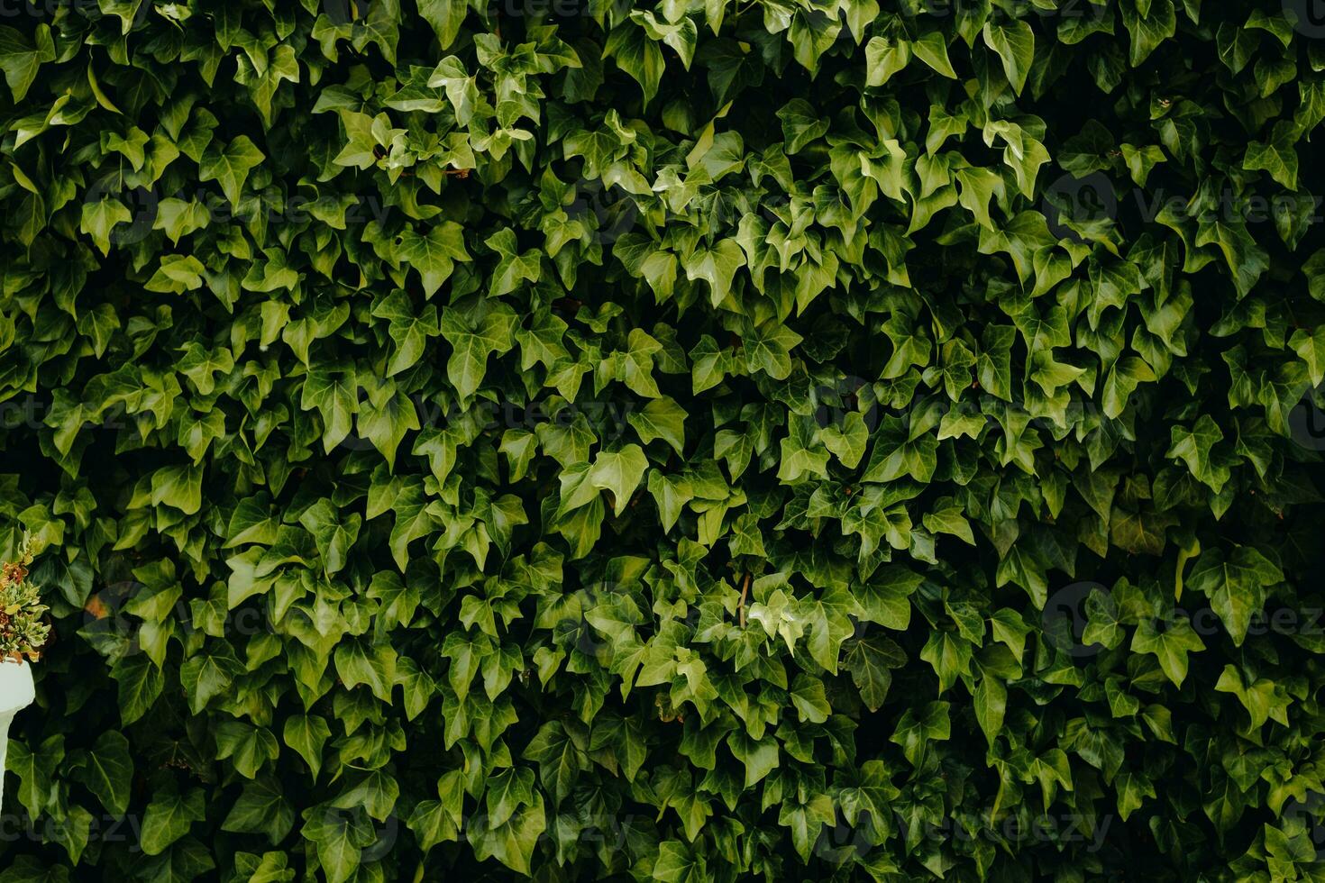 Foto von Grün Blätter Mauer Textur Hintergrund mit nett Muster. sauber Umfeld. organisch natürlich Hintergrund.