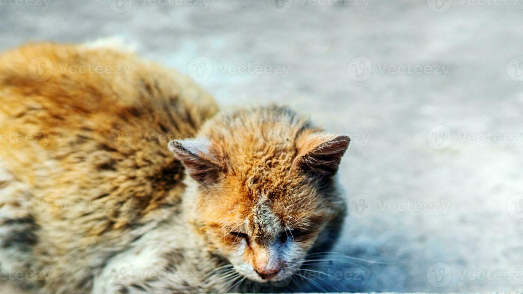 sehr traurig streunend kurzes Haar Katze Lügen Nieder auf Hof. foto