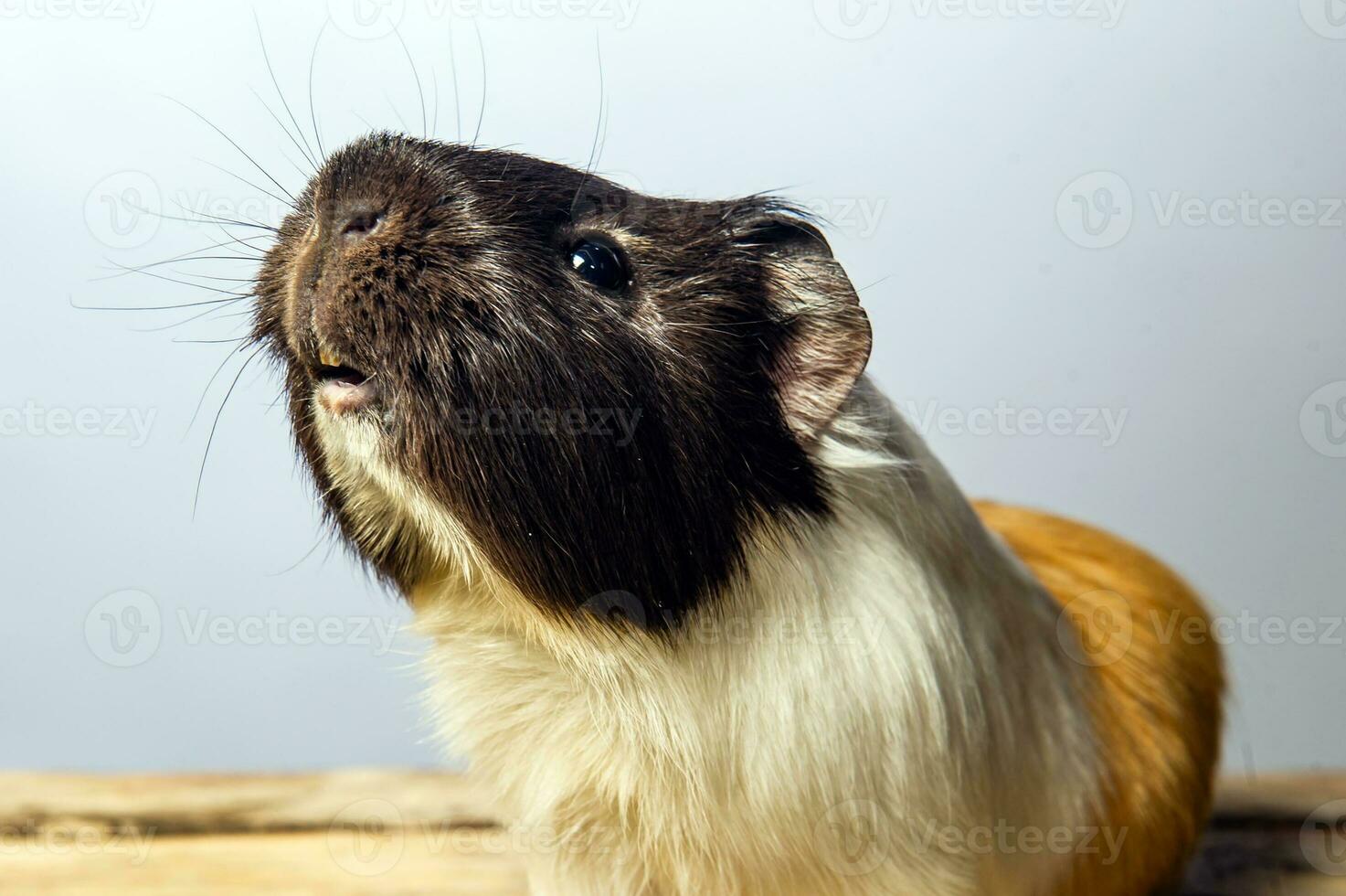 Studio Porträt von ein Guinea Schwein auf Blau Hintergrund foto