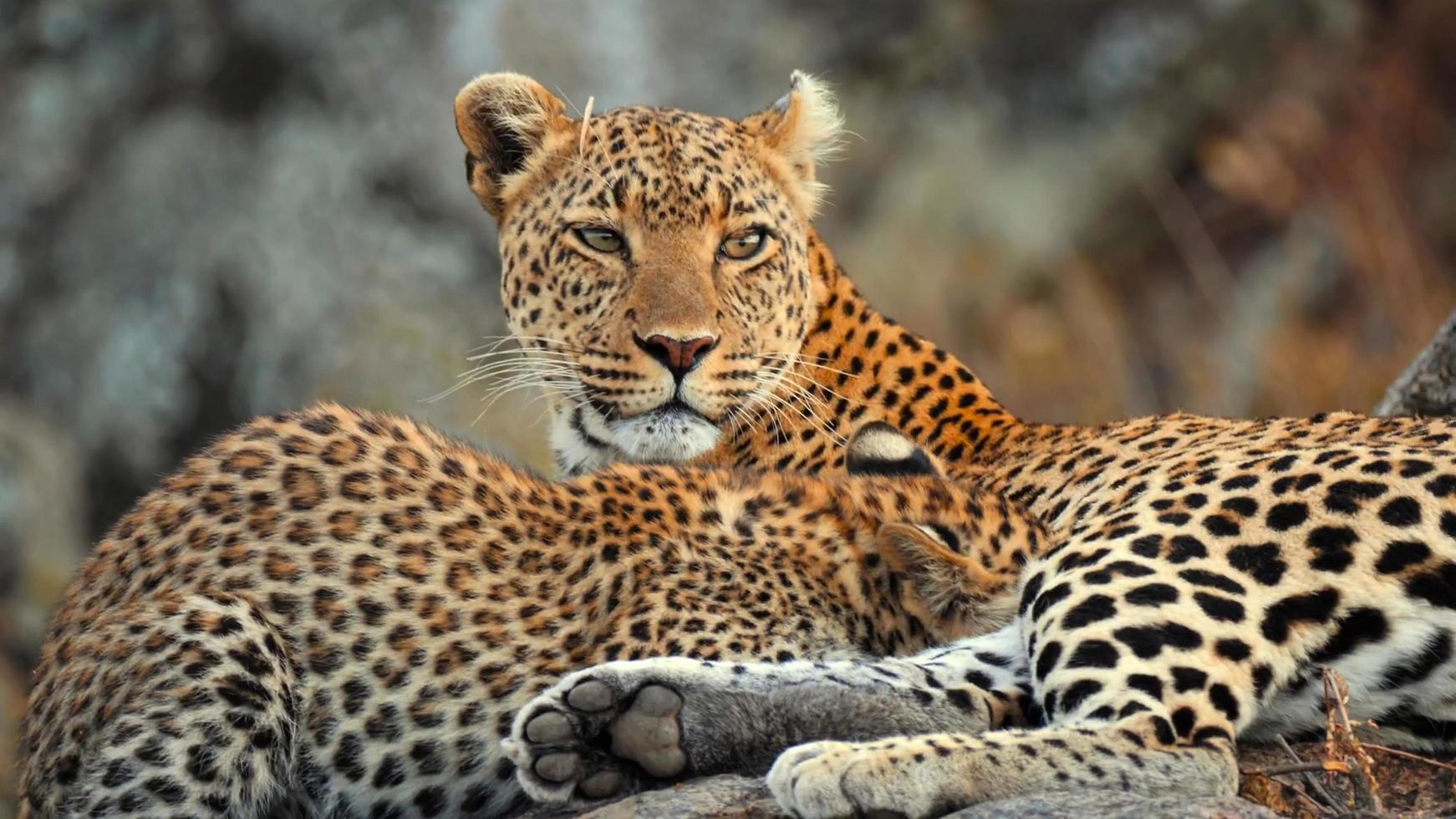 Mutter afrikanischer Leopard, der mit ihrem Jungen auf einem Felsen sitzt foto
