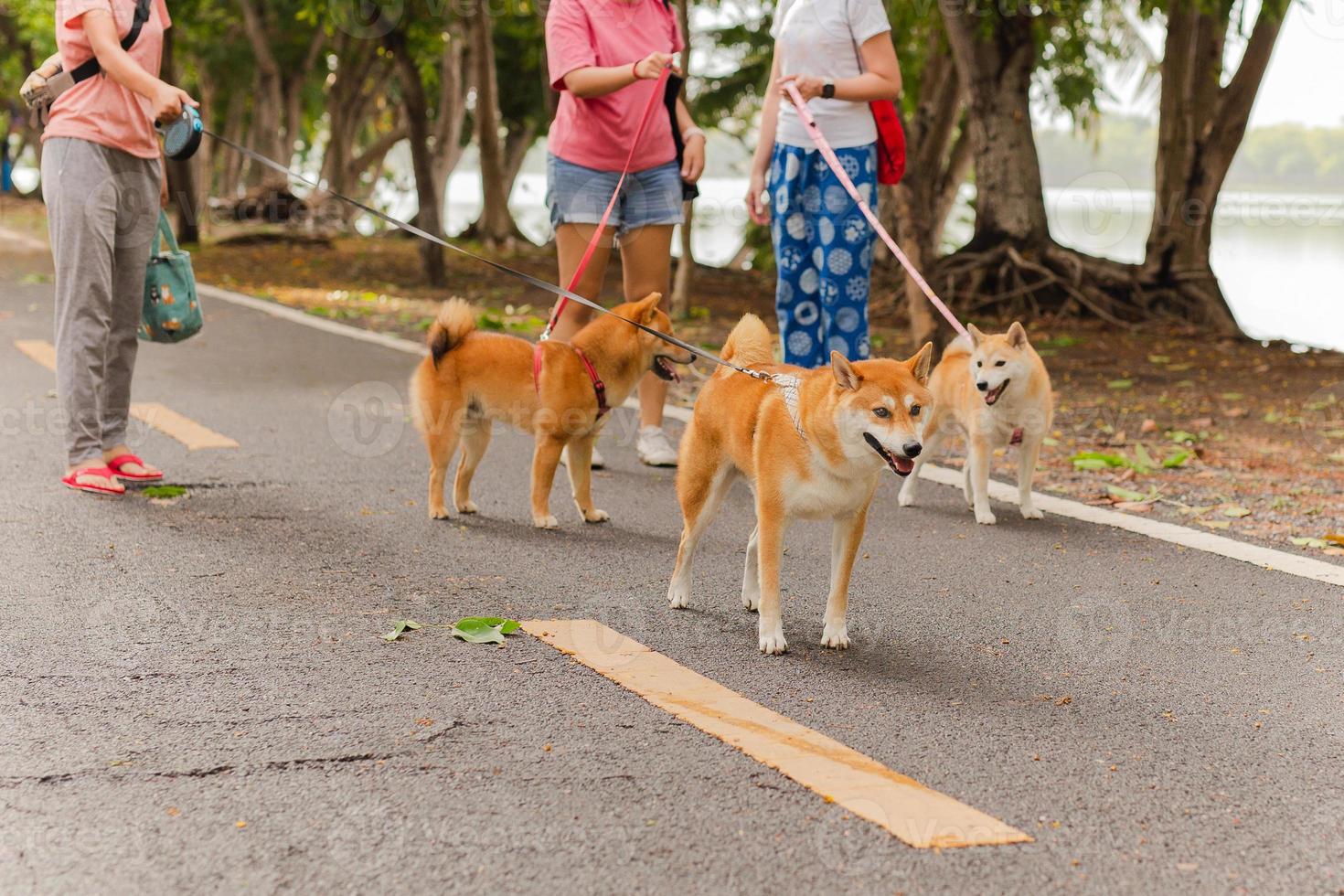 Gruppe von Frauen, die mit ihrer Hunderasse inu im Park spazieren gehen foto