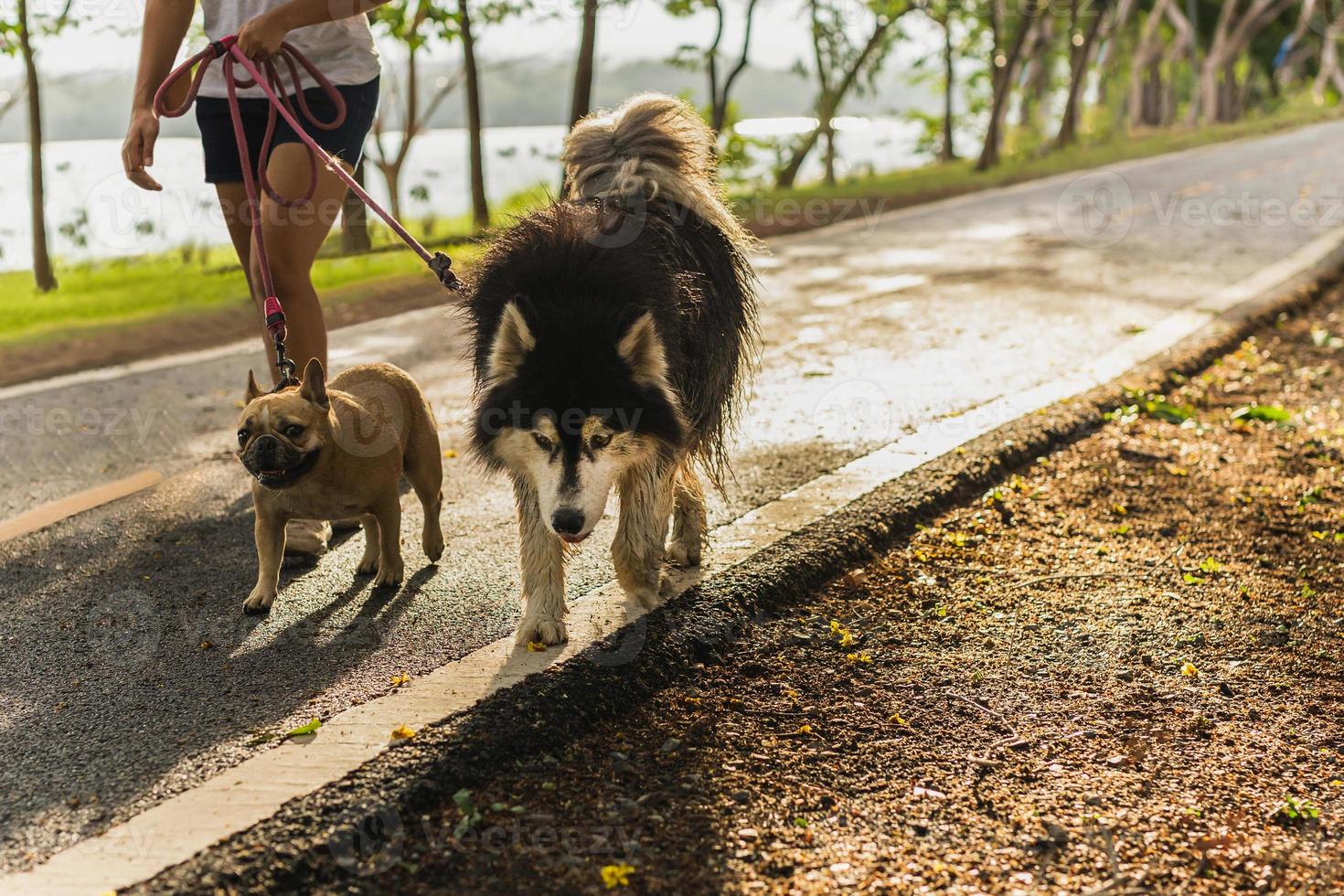 Frau, die im Park mit Siberian Husky und Mops Hund geht foto