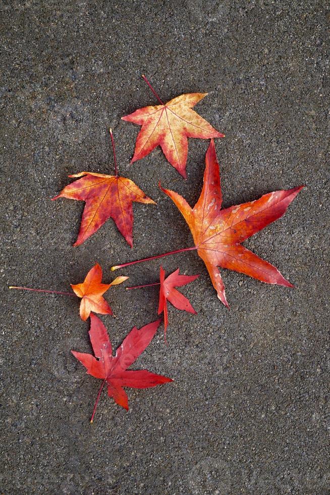 rotes Ahornblatt in der Herbstsaison foto