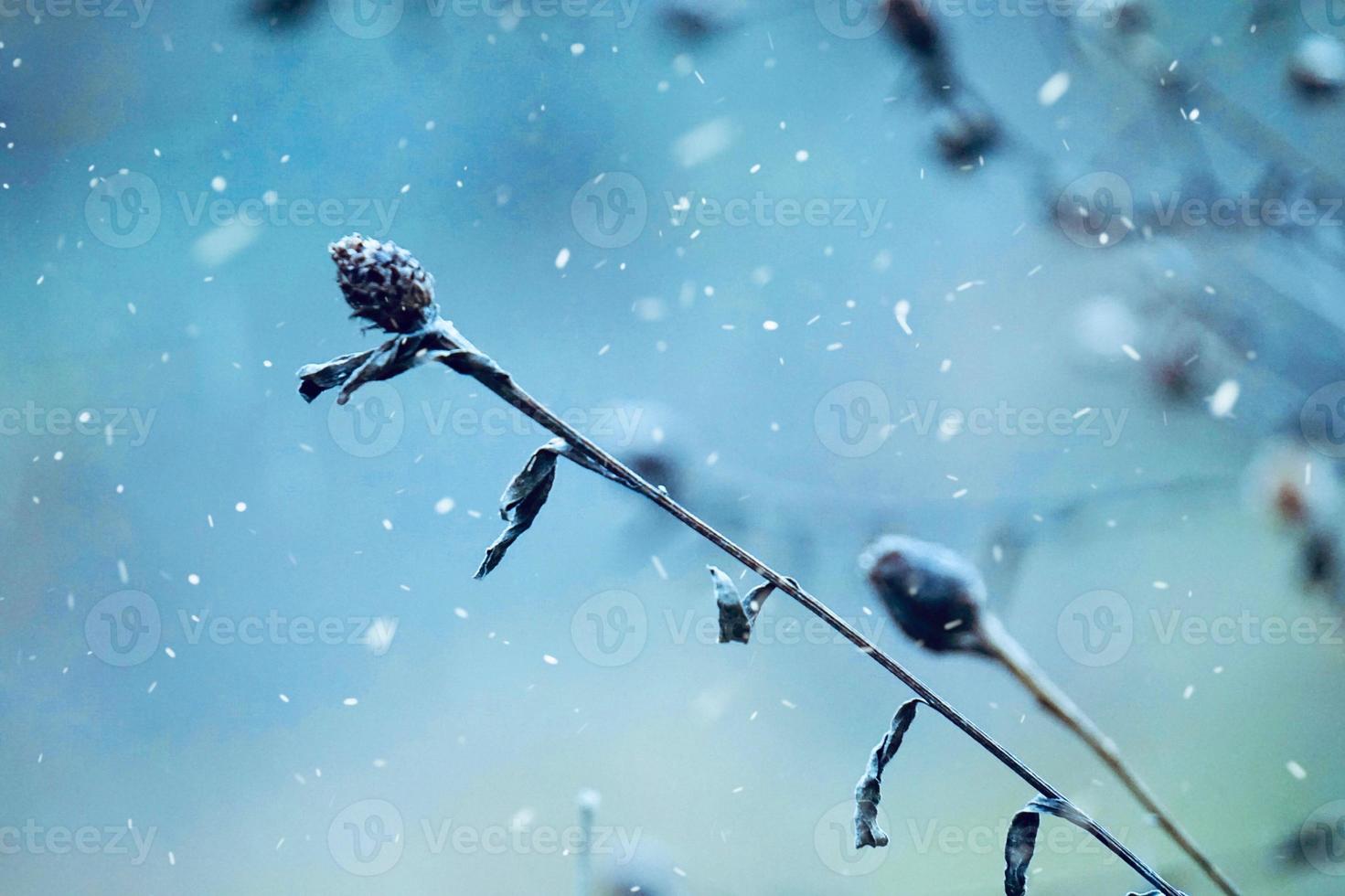 Schnee auf den Pflanzen in der Wintersaison foto