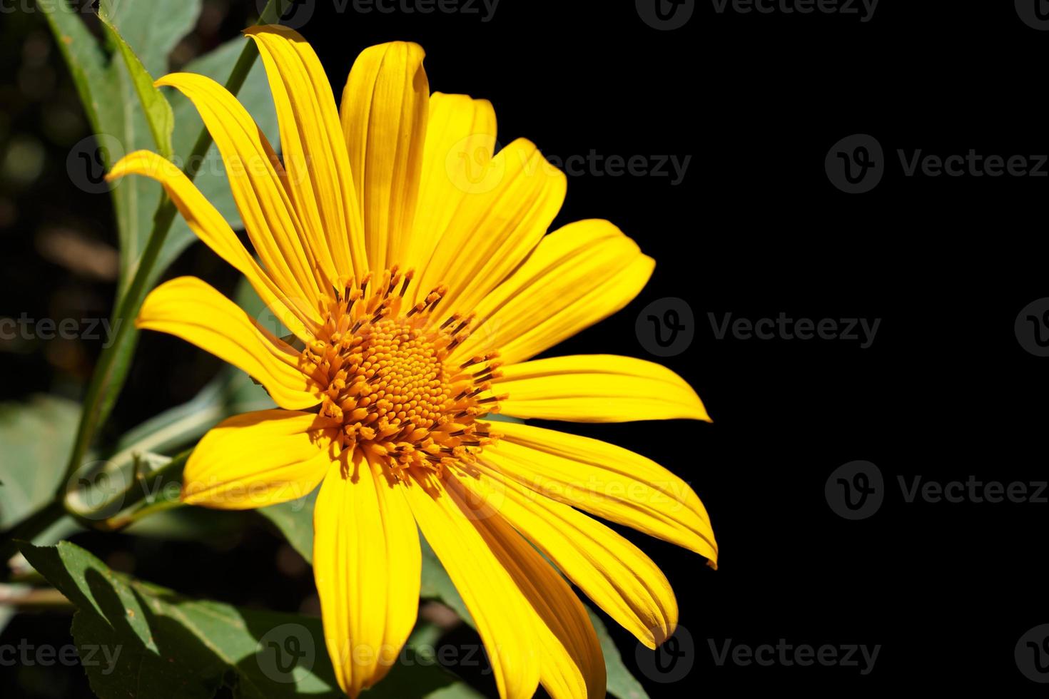 mexikanisches Sonnenblumenkraut blüht im Winter bei Mae Hong Son Thailand und leerer Bereich auf der rechten Seite isoliert foto