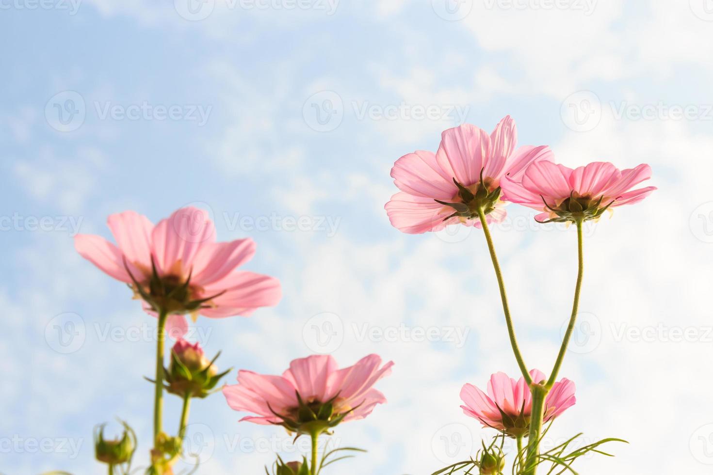 rosa Kosmos Kosmos Sulphureus mit durchscheinendem Blütenblatt und bewölktem blauem Himmel foto