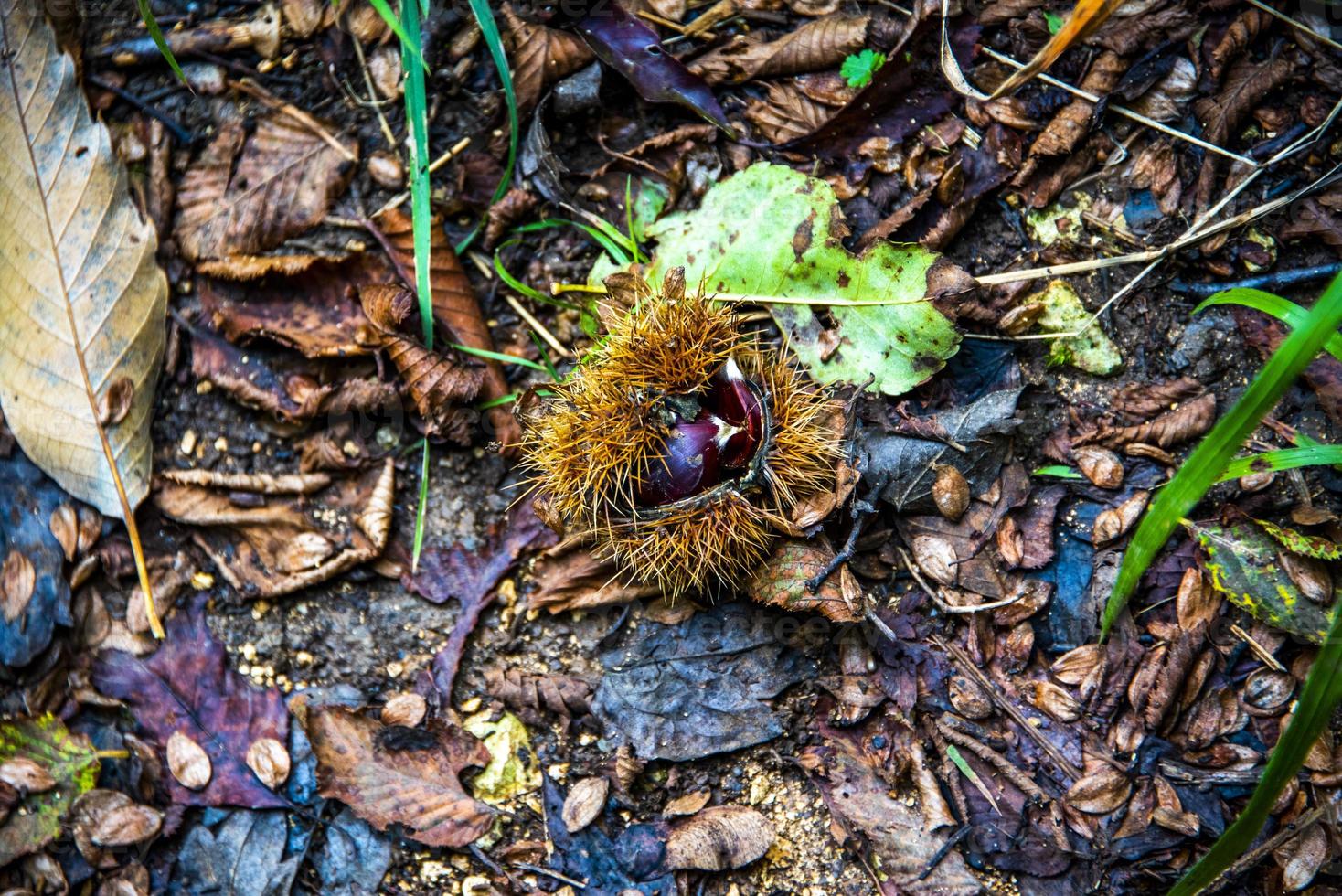 Herbst und Kastanien eins foto