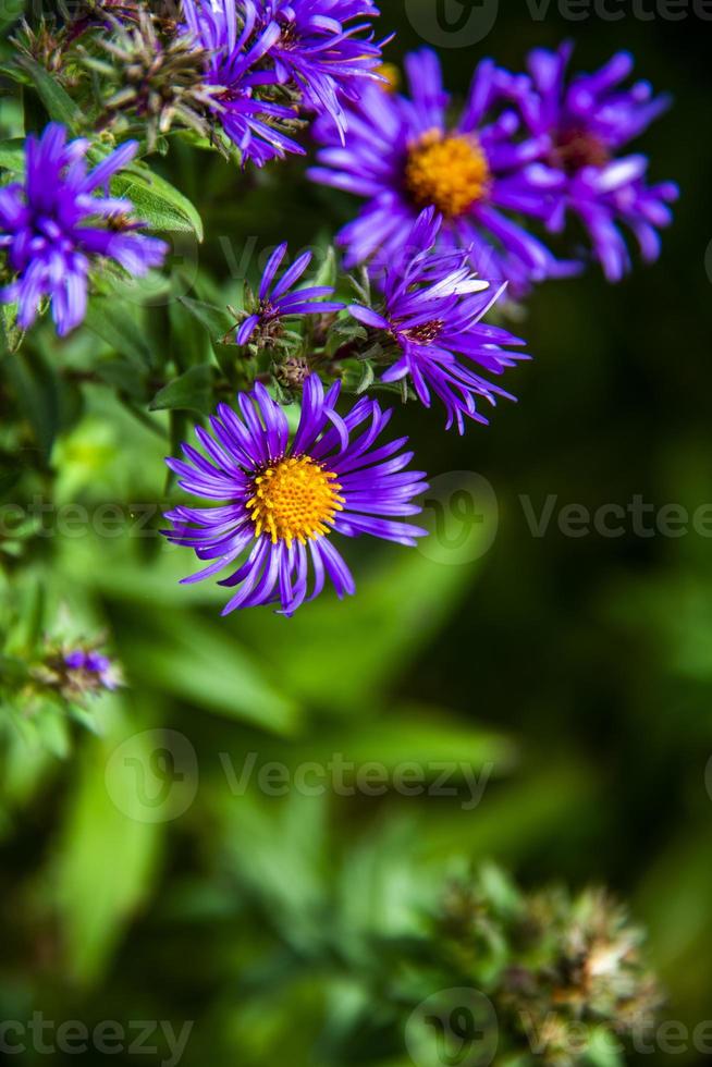 Aster Alpinus zwei foto