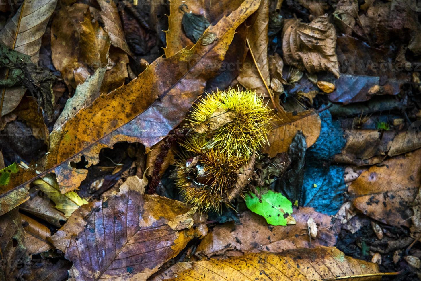 Herbst und Kastanien foto