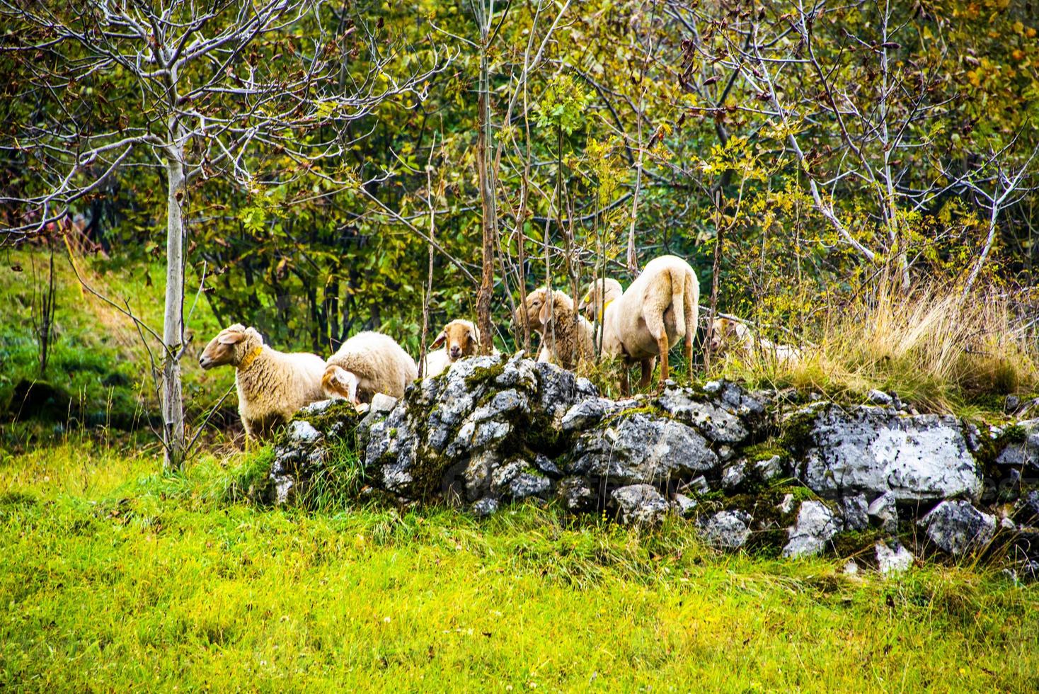 Schafe, die auf einem Steinhaufen grasen foto