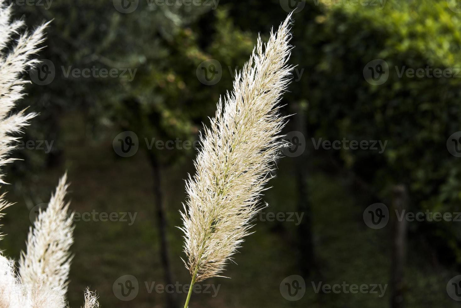 cortaderia selloana null foto