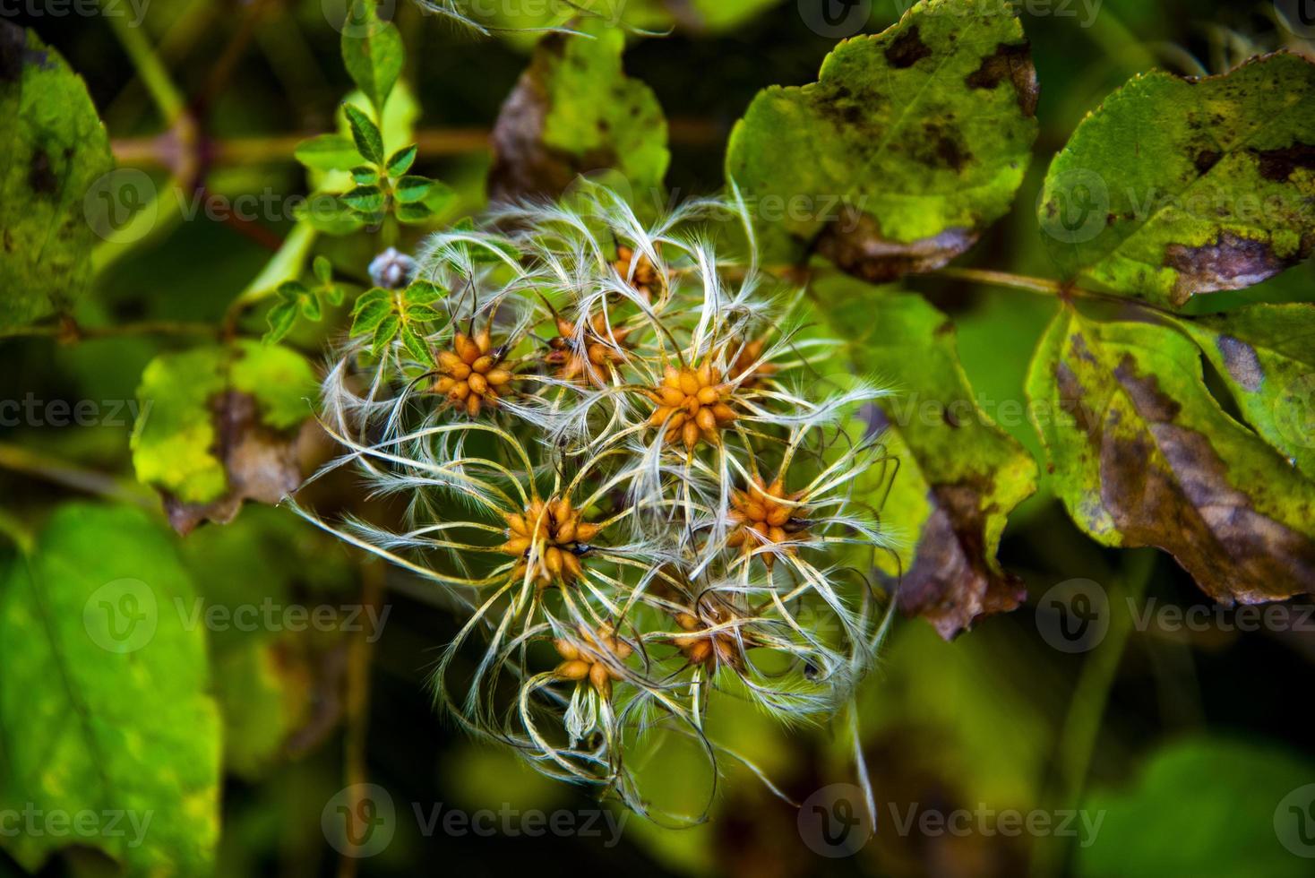 Clematis Vitalba Null foto