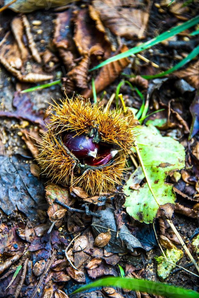 Herbst und Kastanien zwei foto