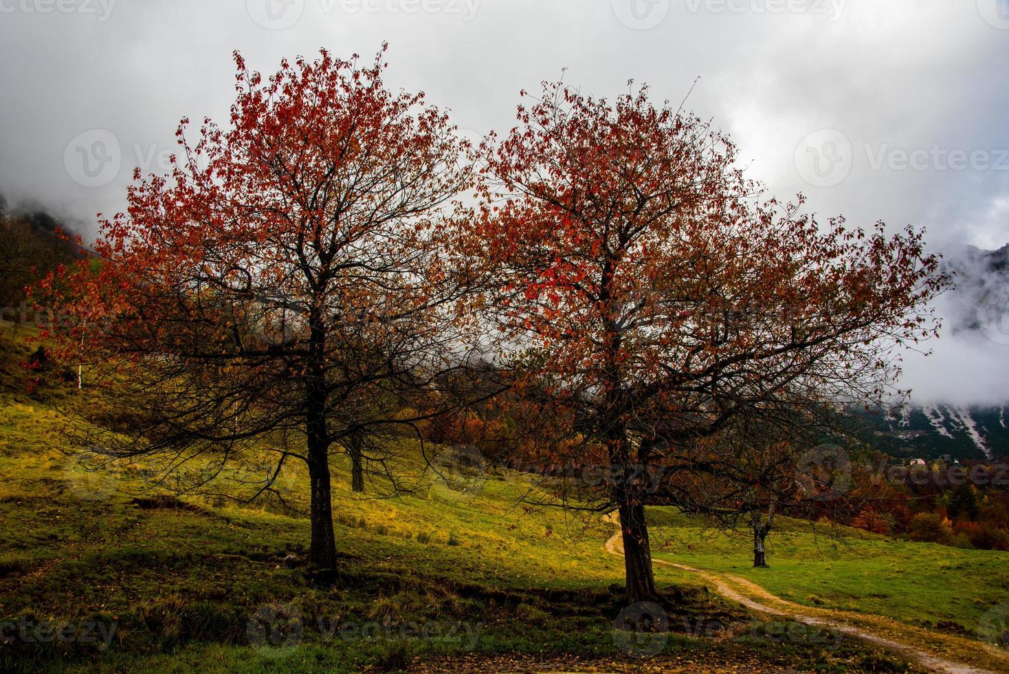 Zwillingsbäume im Herbst foto
