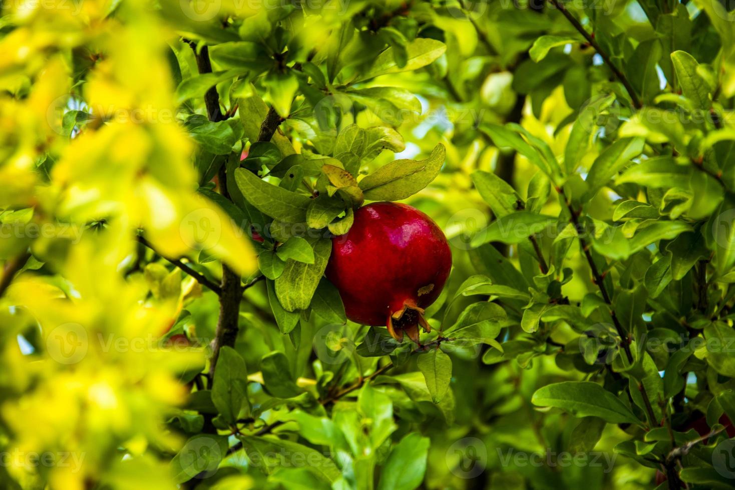 Granatapfel auf dem Baum ein foto