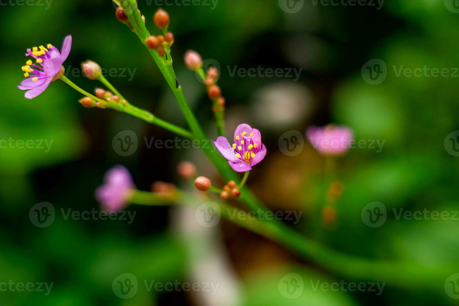 Makro von ein Blume gegen blaugrün Hintergrund mit Bokeh Luftblasen und Licht. flach Tiefe von Feld und Sanft Fokus foto