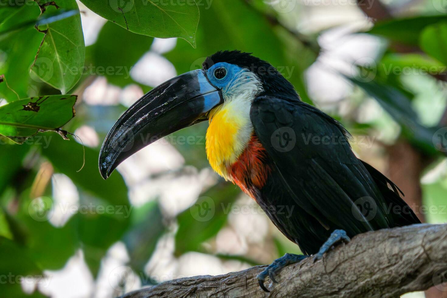 Kanalabrechnung Tukan, Ramphastos vitellinus steht auf das Baum foto