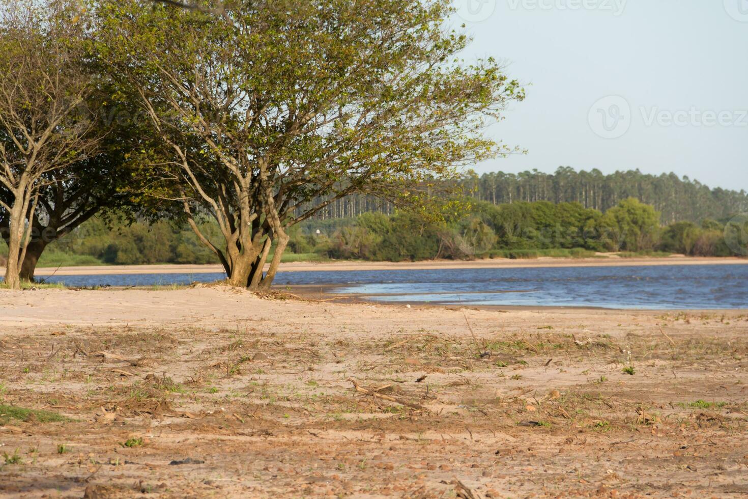 Sommer- Landschaft auf das Banken von das Fluss im das Stadt von Föderation Provinz von eintreten rios Argentinien foto