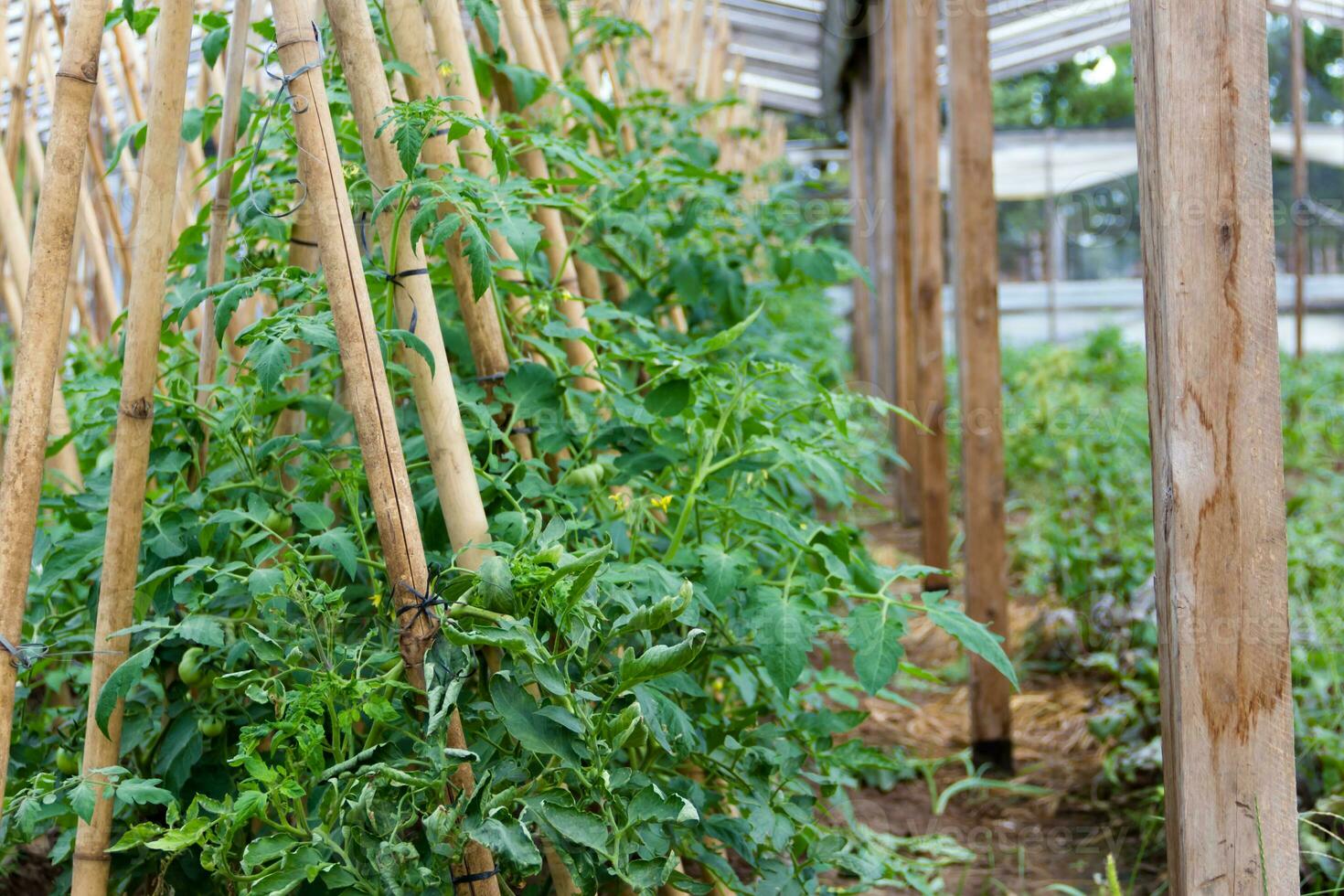 Plantage von Tomaten im das organisch Garten foto