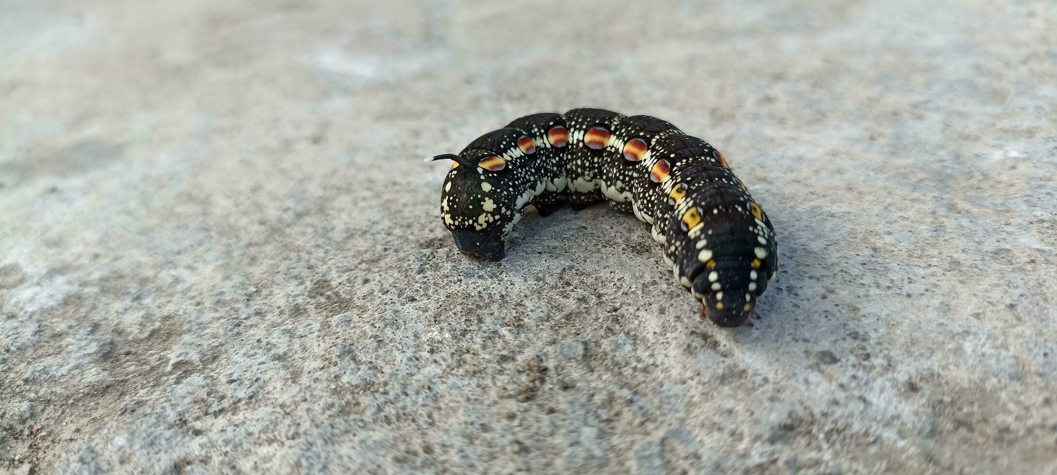 groß schwarz Raupe foto