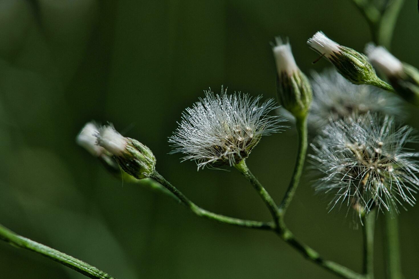 wild Pflanze blühen foto