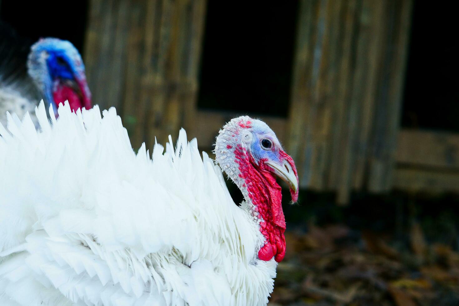 Weiß Truthahn Vogel foto