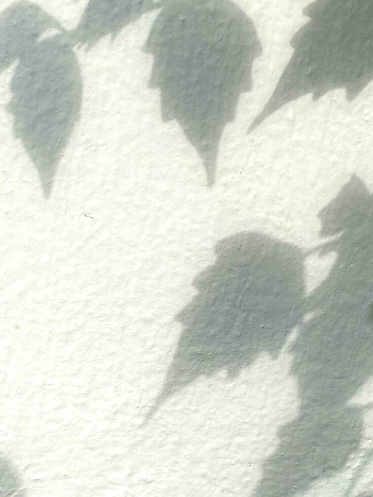 Blätter Schatten Hintergrund auf Beton Mauer Textur, Blätter Baum Geäst Schatten mit Sonnenlicht foto