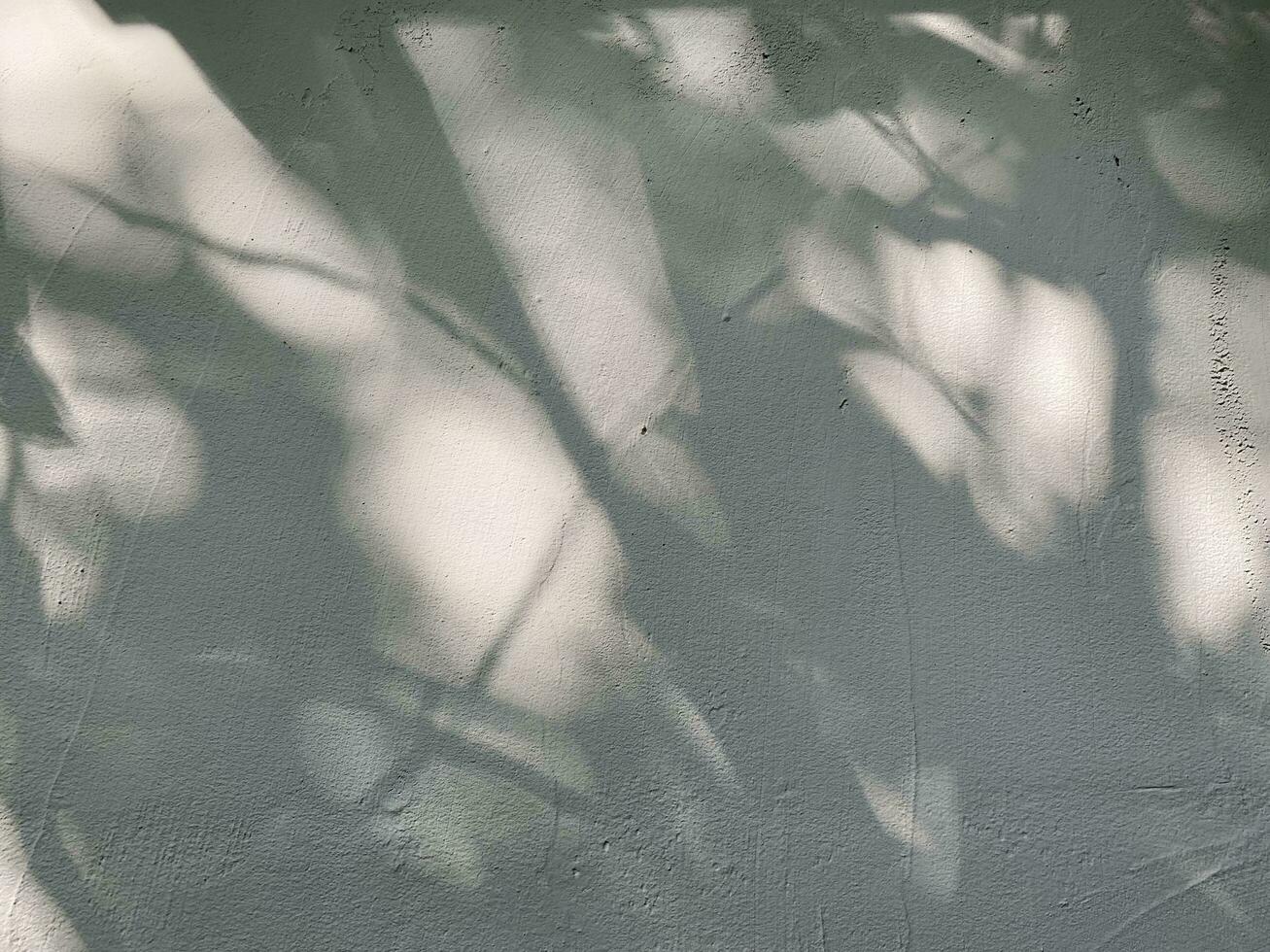 Blätter Schatten Hintergrund auf Beton Mauer Textur, Blätter Baum Geäst Schatten mit Sonnenlicht foto