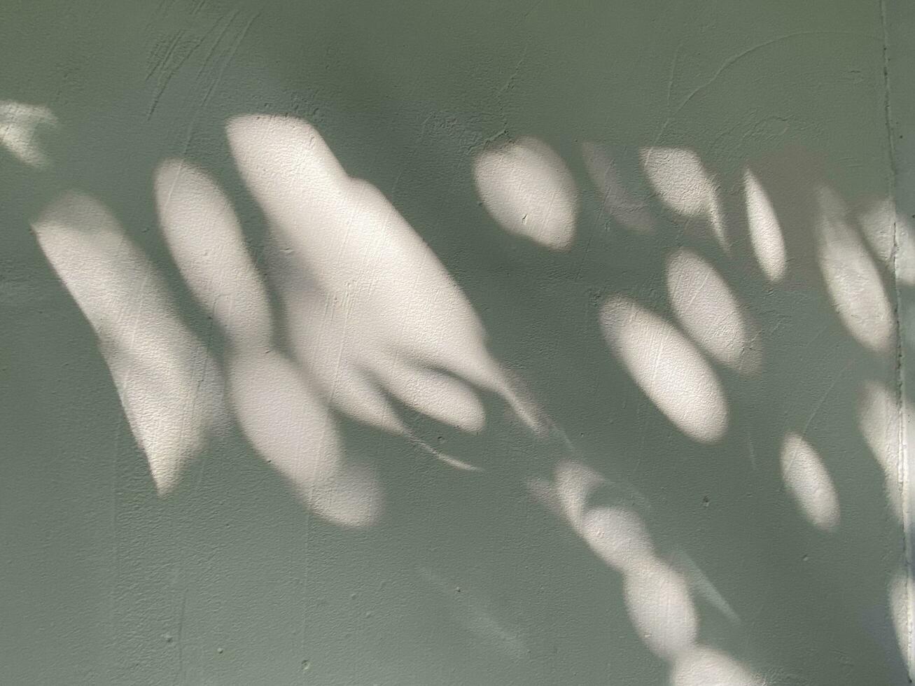 Blätter Schatten Hintergrund auf Beton Mauer Textur, Blätter Baum Geäst Schatten mit Sonnenlicht foto