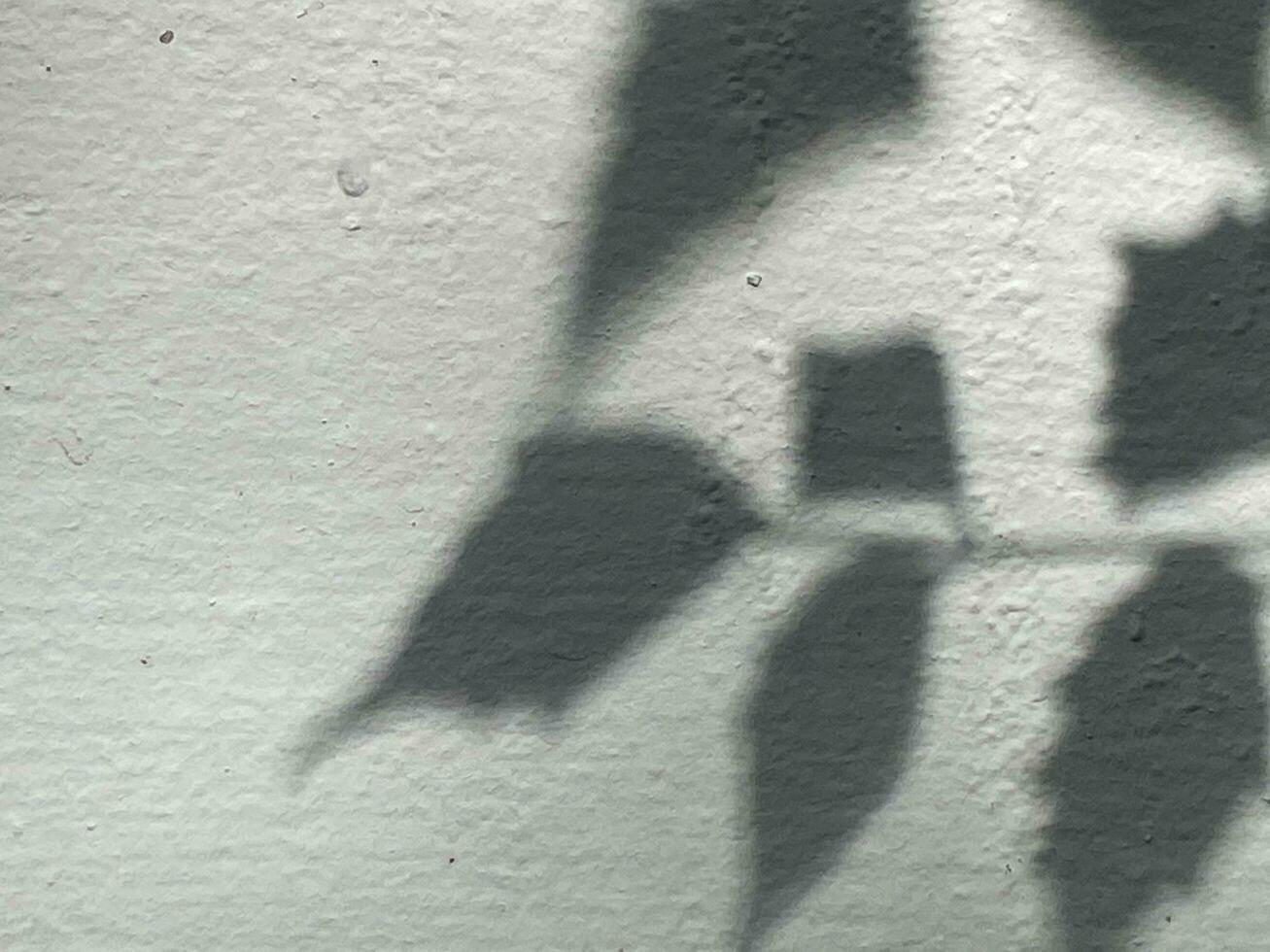 Blätter Schatten Hintergrund auf Beton Mauer Textur, Blätter Baum Geäst Schatten foto