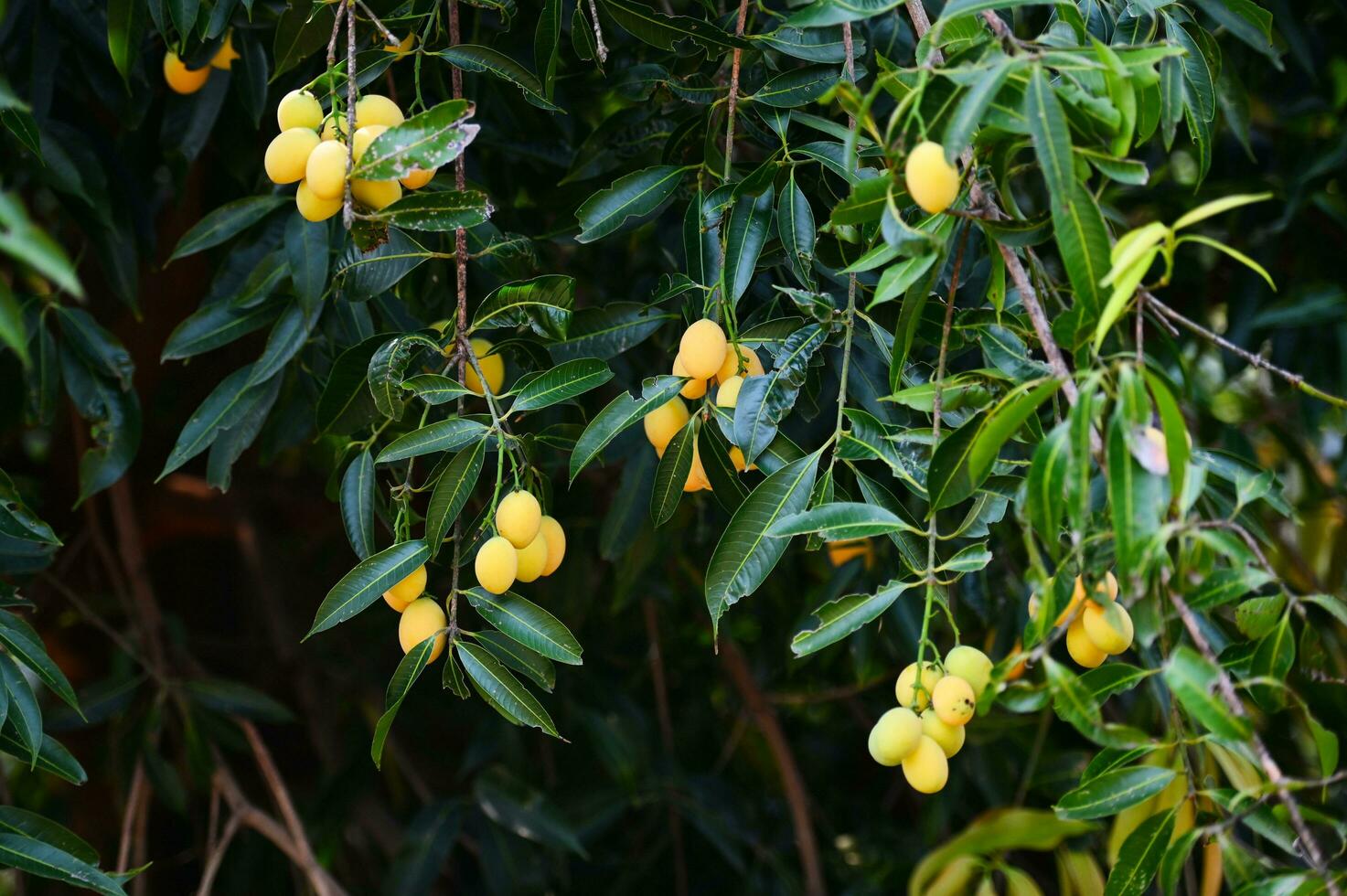 marian Pflaume Obst im marian Pflaume Baum im das Garten tropisch Obst Obstgarten, Name im Thailand Süss Gelb marian Pflaume maprang Plango oder Mayong chid foto