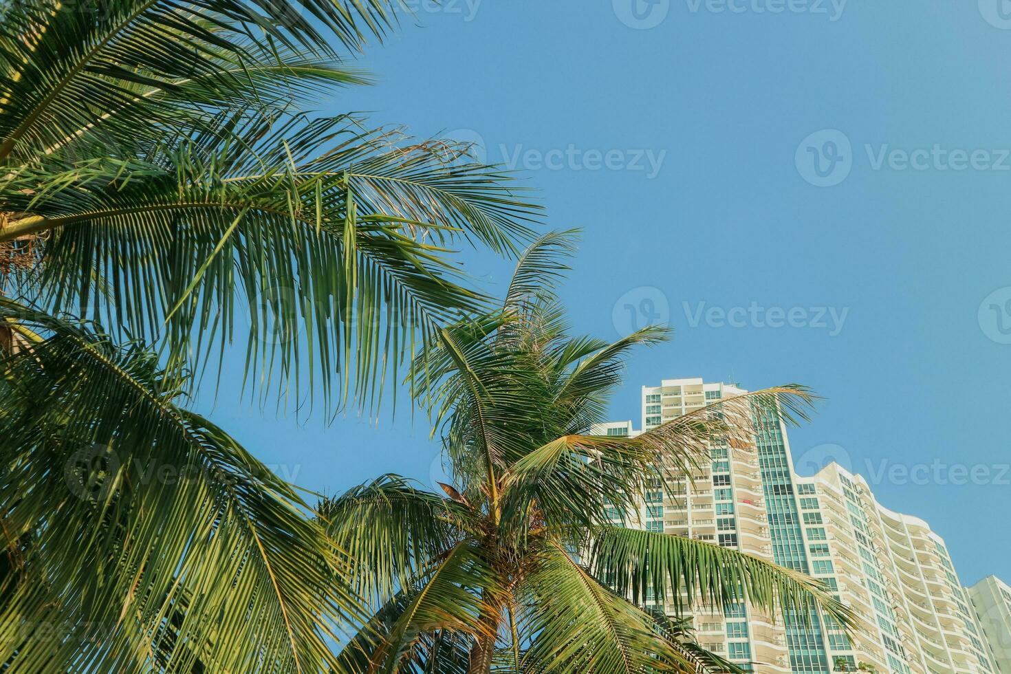 Bild von Palme Bäume und modern Stil Gebäude gesehen von Strand ancol foto