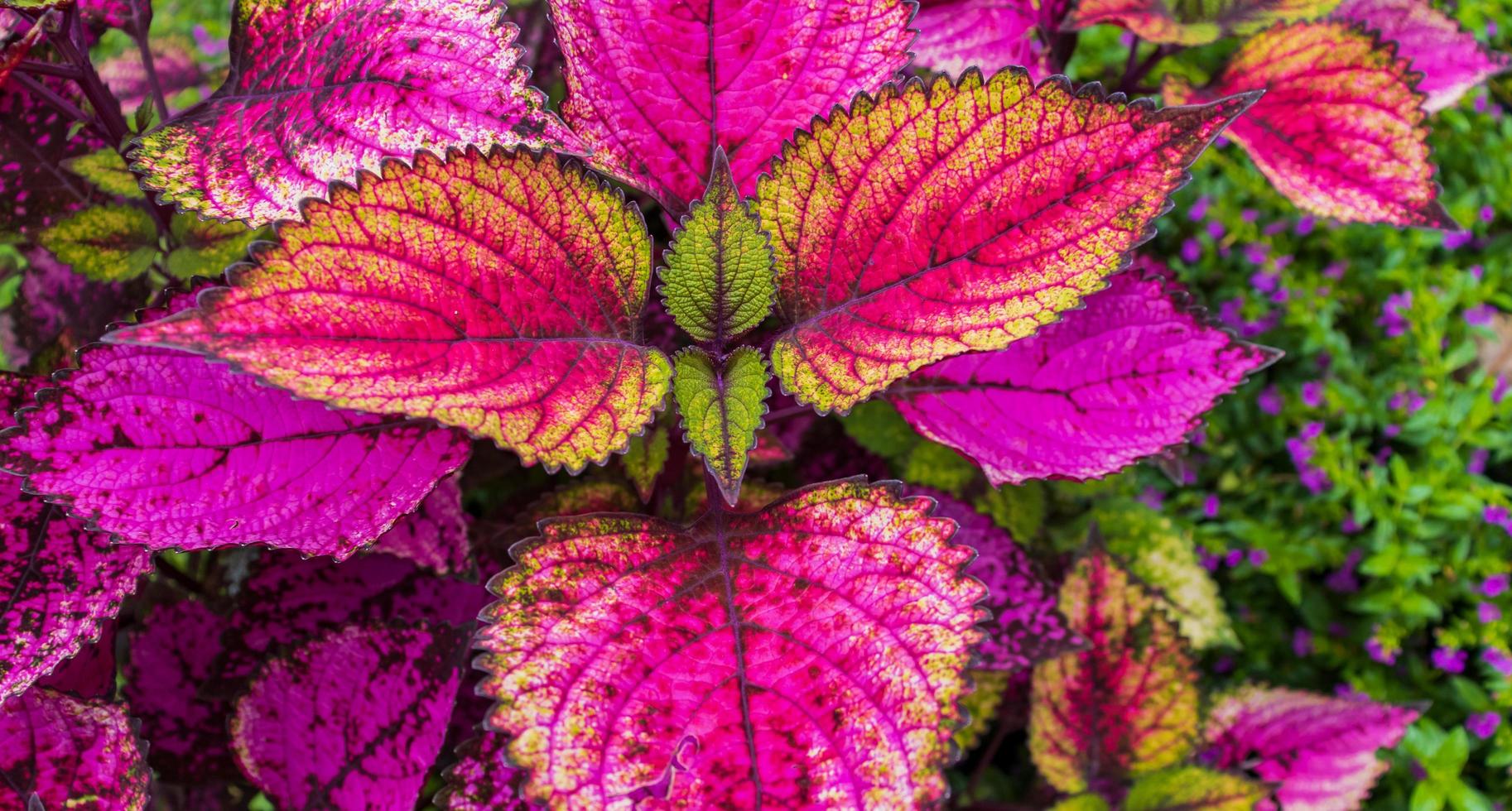 schöne Blattblume der roten Buntlippenpflanzennatur im Sommer foto