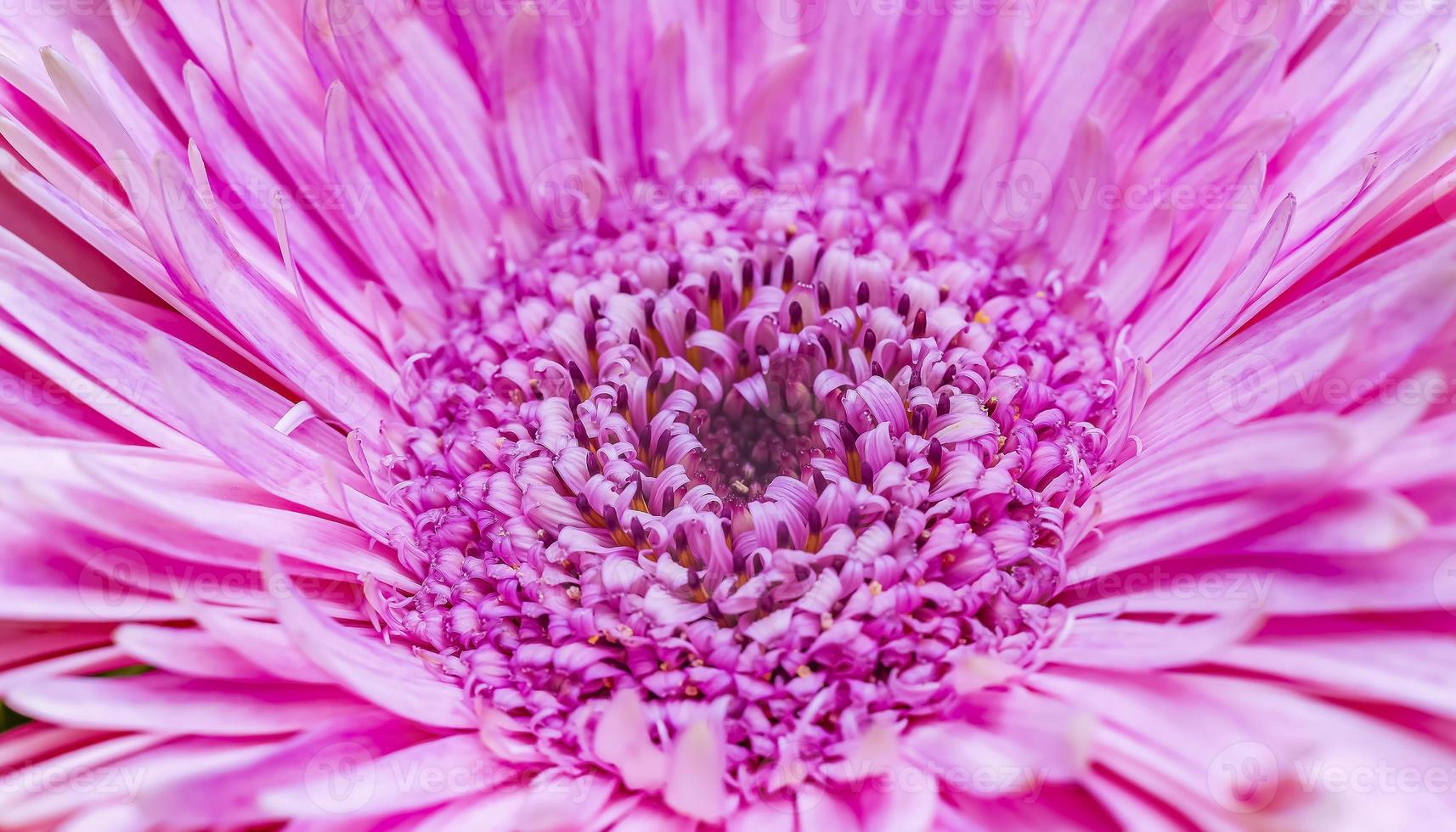 rosa Gerbera Gänseblümchen foto