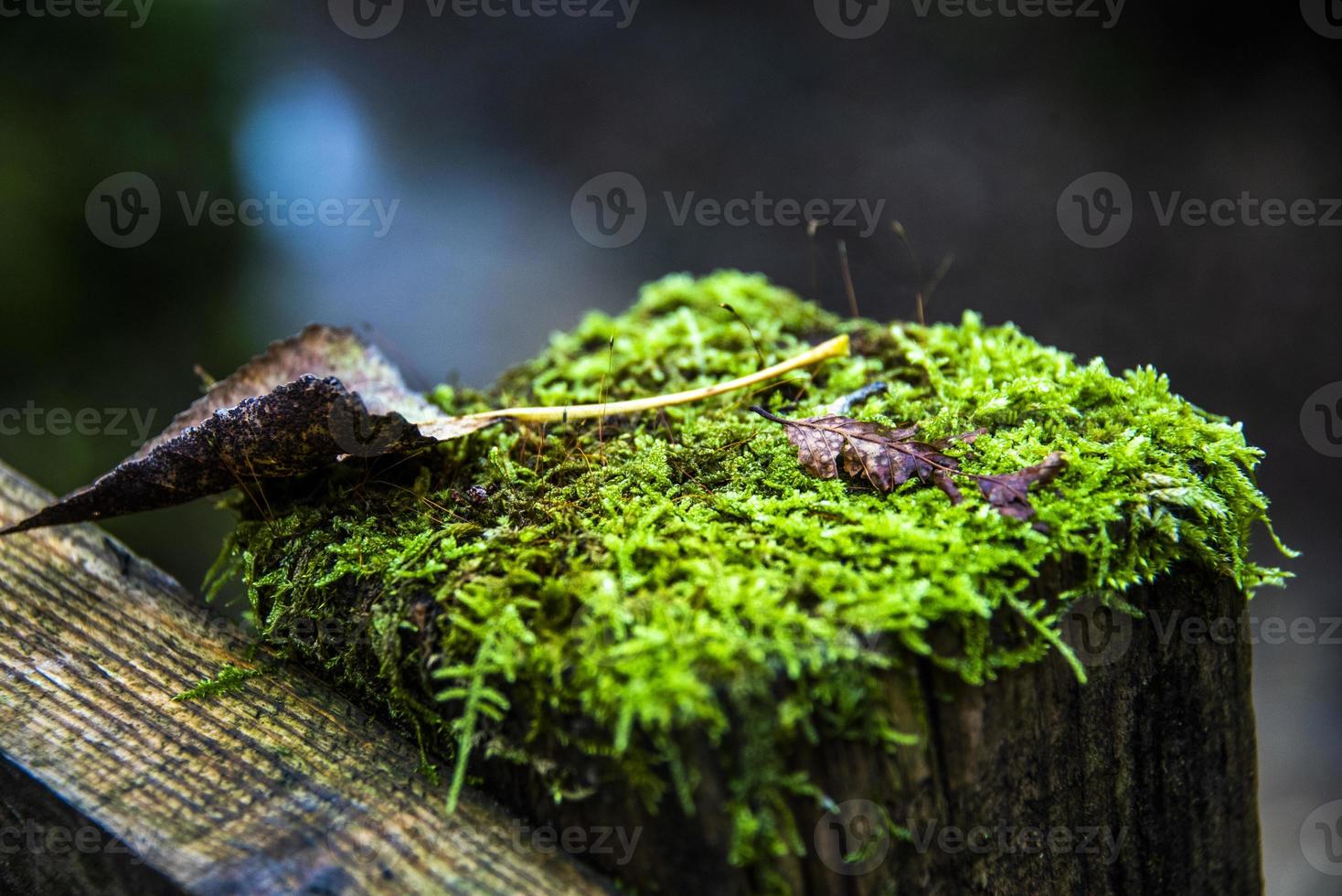 Moos im Herbst Unterholz foto