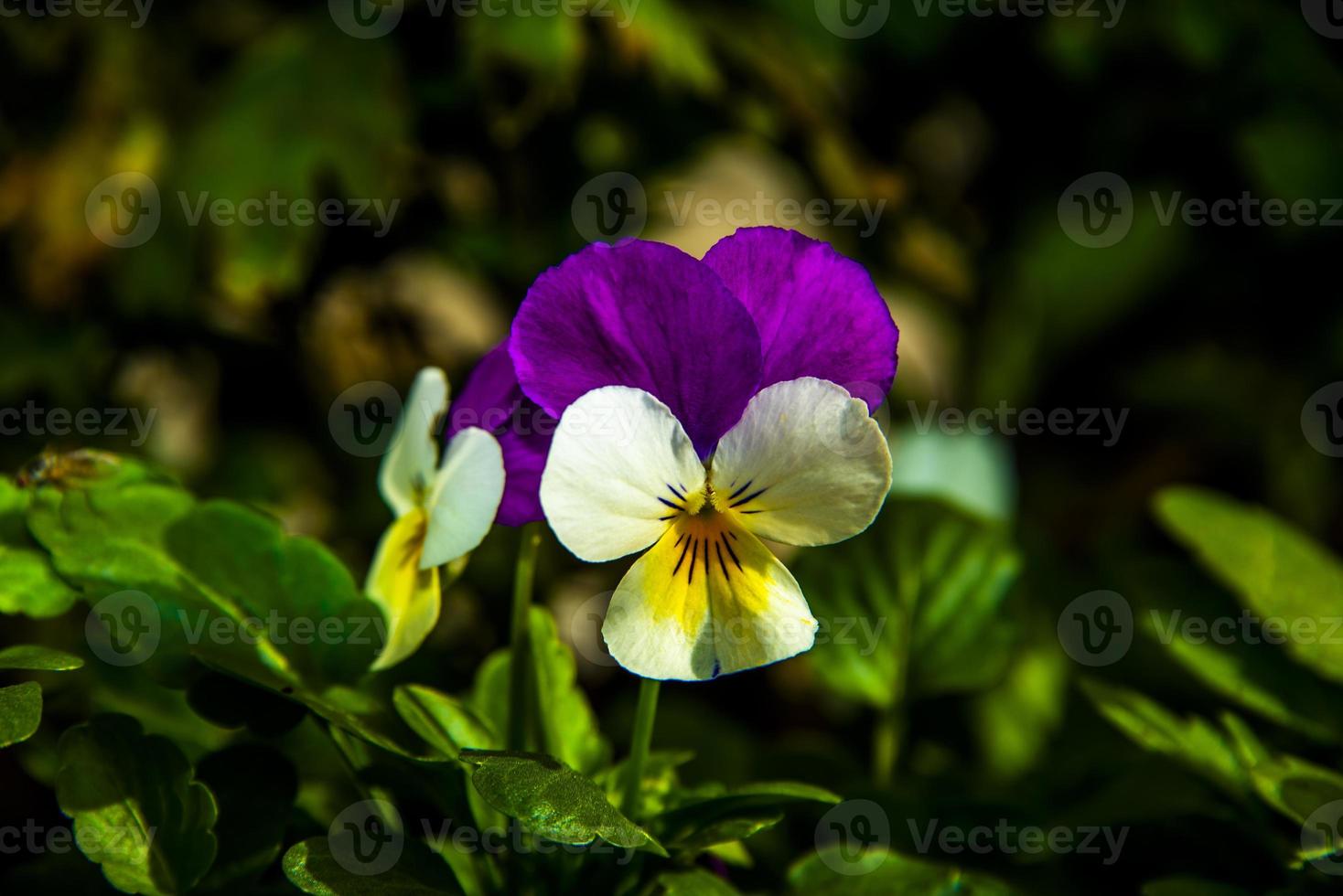 Viola dreifarbig Null foto