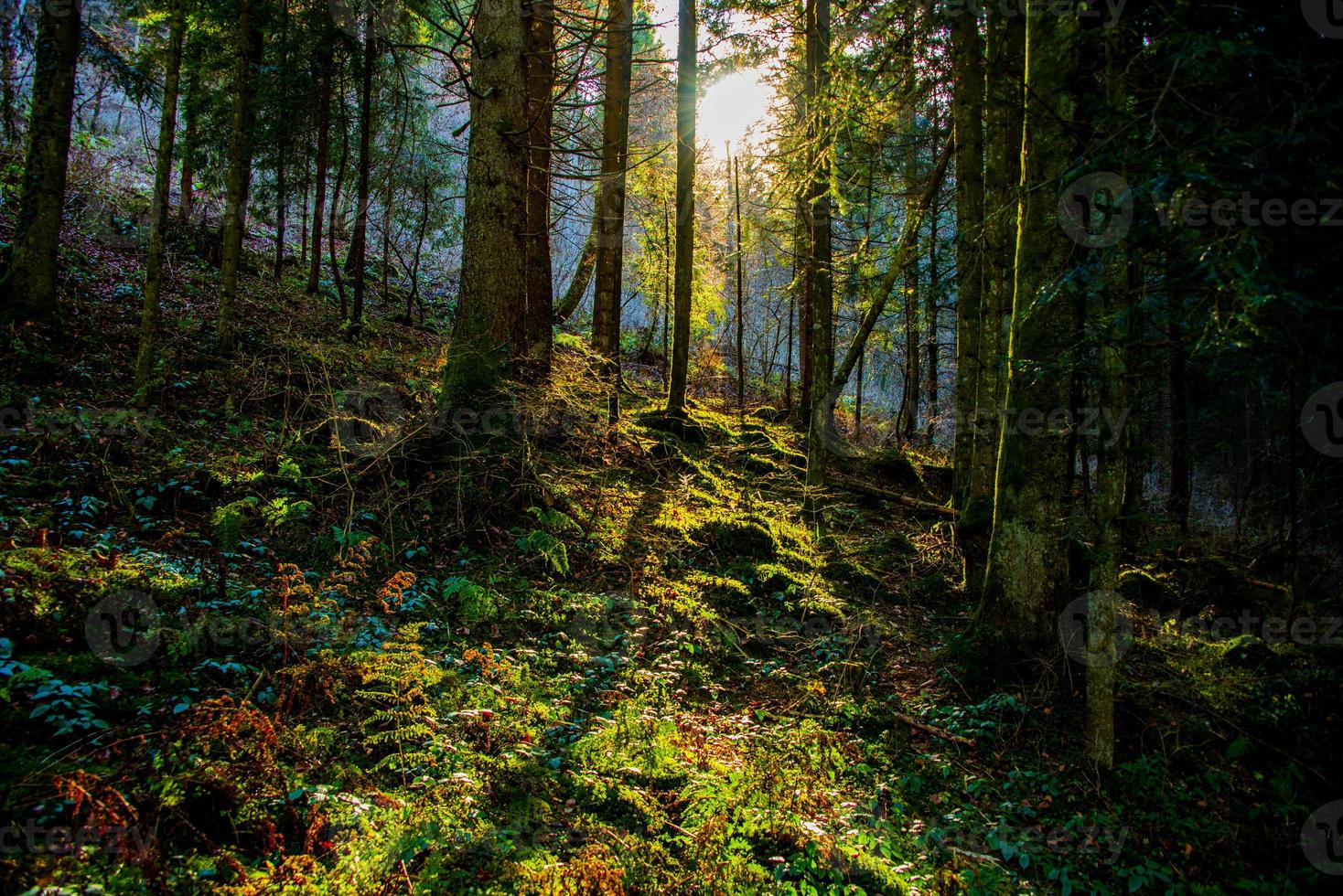 Sonne filtert durch den Wald foto