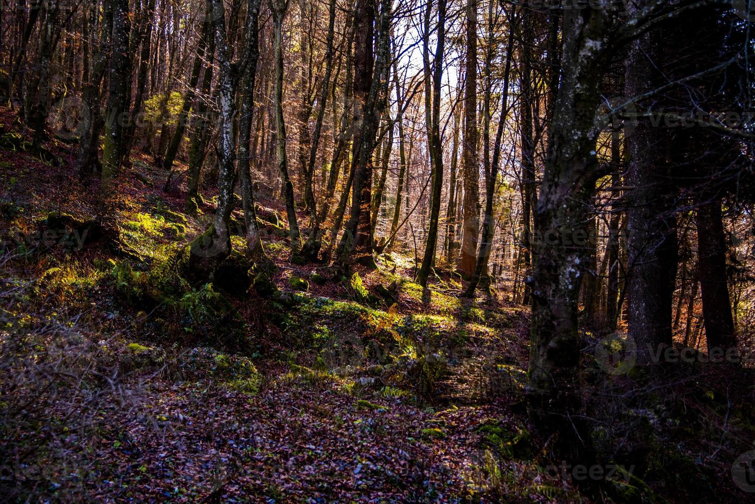 Sonne filtert durch den Wald foto