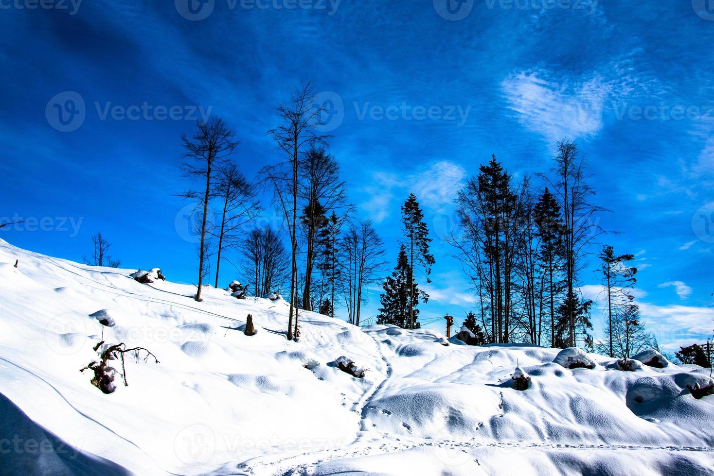 Bäume und Schnee eins foto