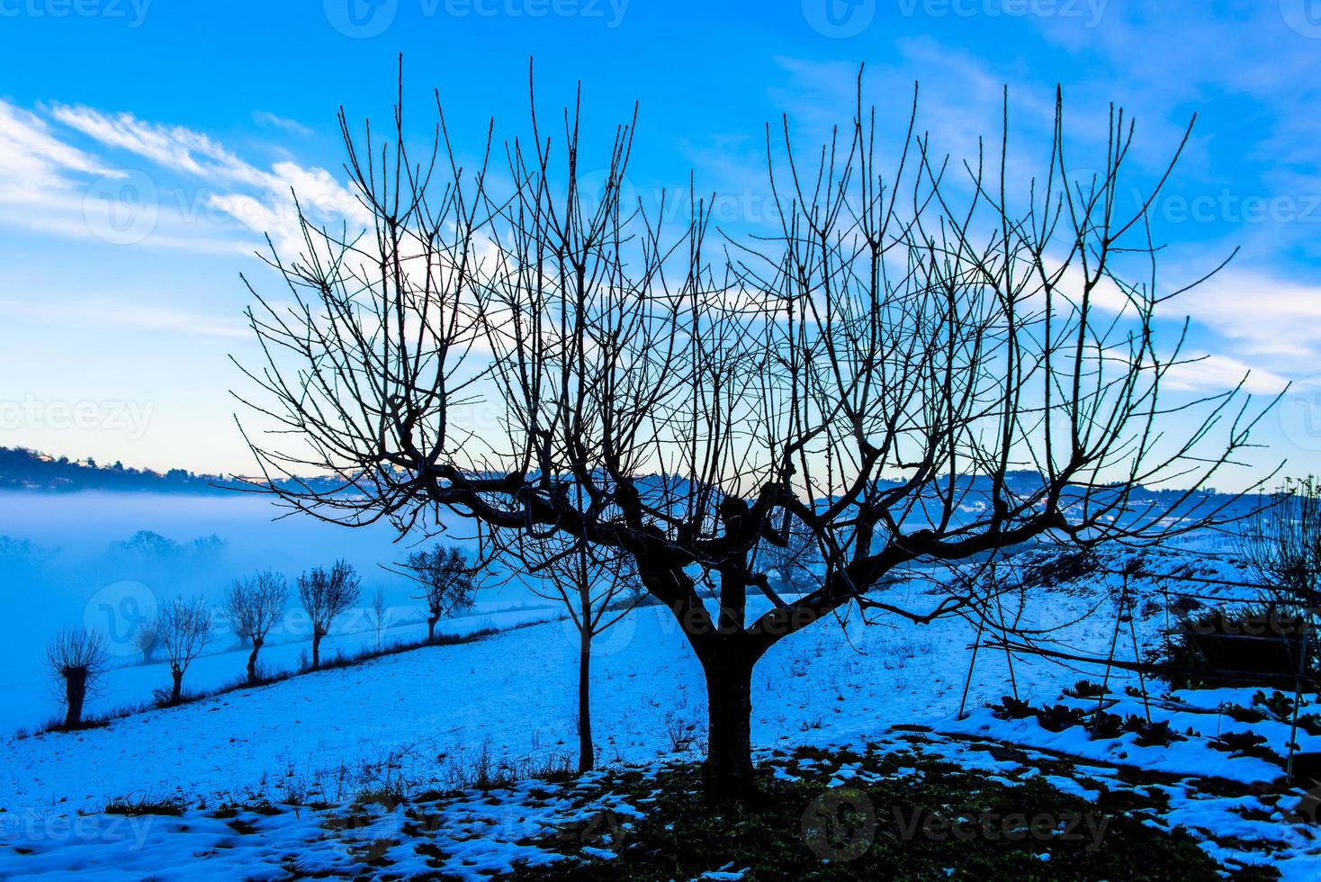 Baum im Schnee foto