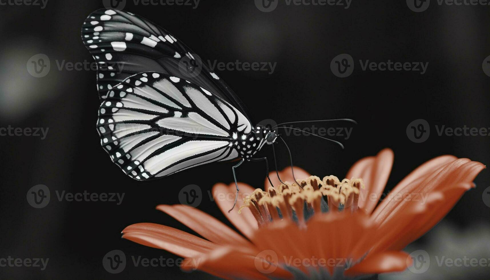 Schwalbenschwanz Schmetterling bestäubt Gelb Gänseblümchen, präsentieren natürlich Eleganz und Schönheit generiert durch ai foto