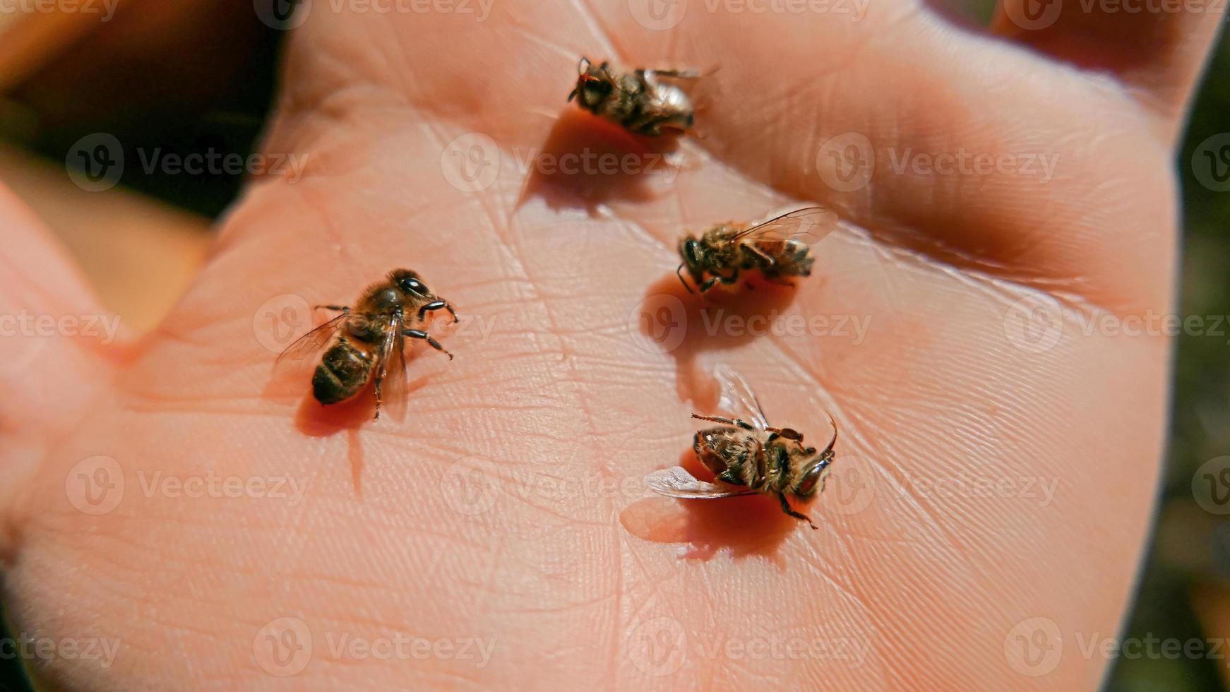 tote Bienen auf einer Handfläche foto