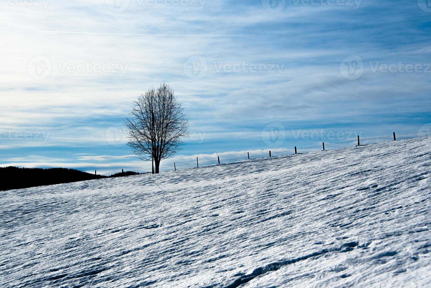 einsamer Baum im Schnee foto