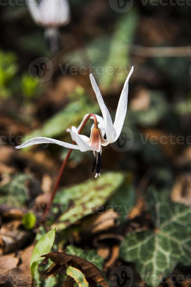 20210313 erythroniium denscanis1 foto